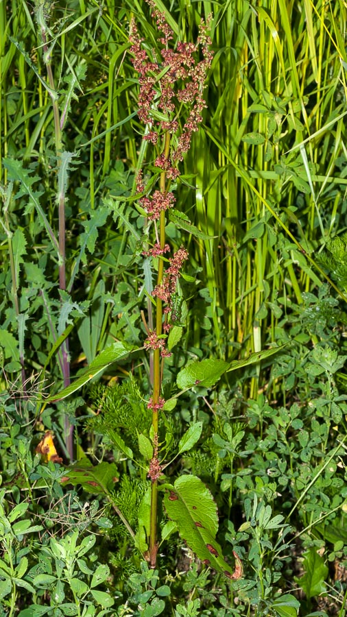 Rumex cfr. crispus